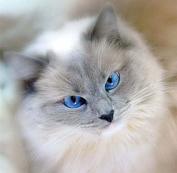 Анна Анисимова