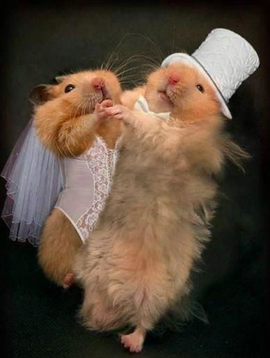 Елизовета Решнова