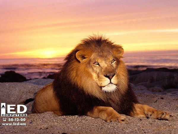 Евгений Никитин