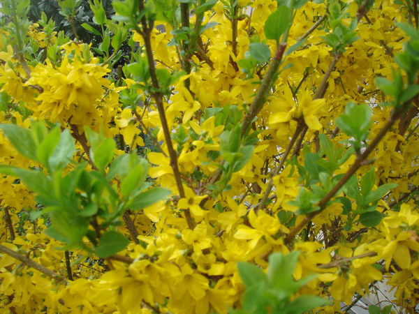 Римма Белова