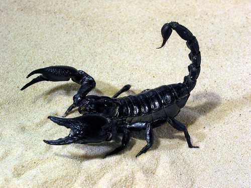 Black Scorpion