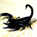 Black Scorpion