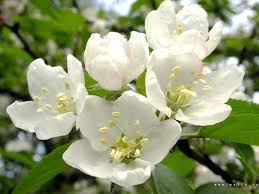 Галина Воробей