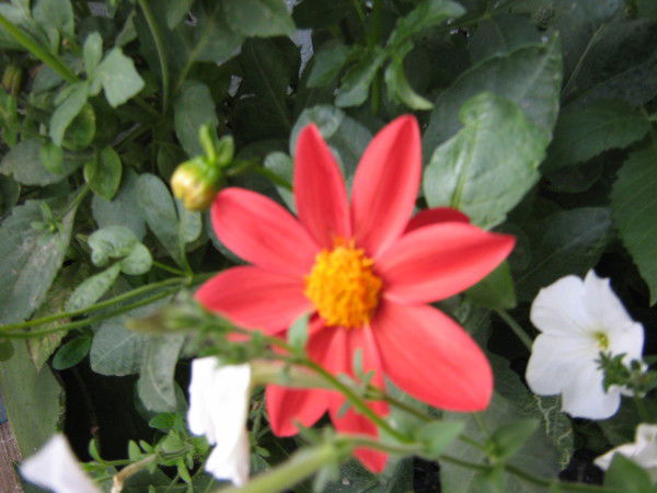 Елена Высоцкая