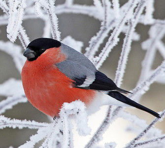 Сергей Залаев