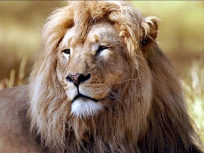 Дмитрий Дмитрий