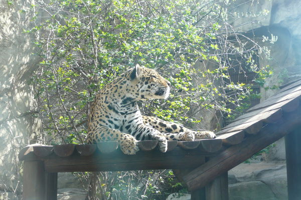 Cветлана Цай