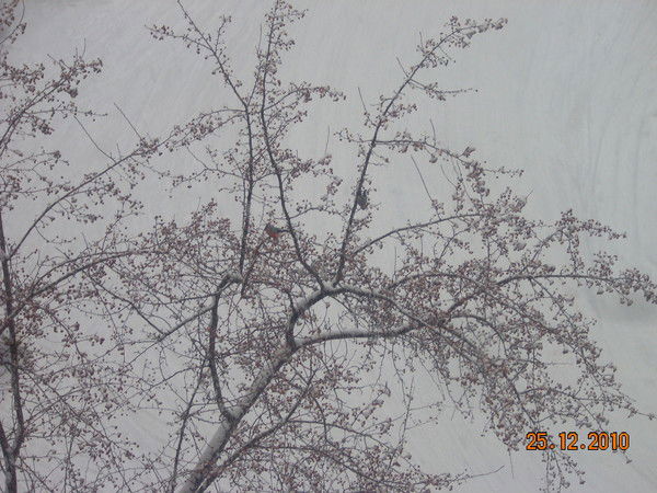 Ольга Мохова