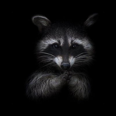 Елисей Волчек