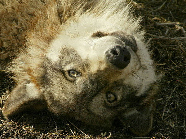 Костя Кавалеров