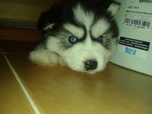 Алексей Максимов