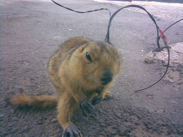 Валентин Лысов