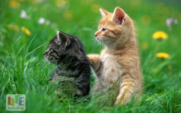 Ольга Фёдорова