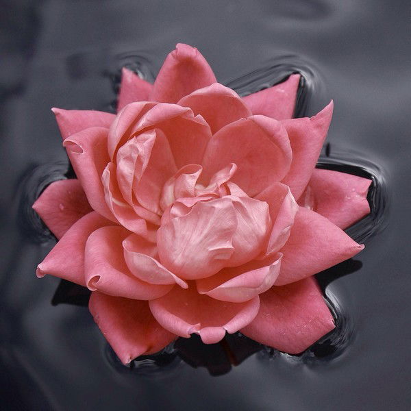 Светлана Юрченко