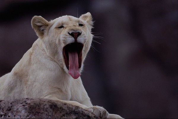 Алексей Владимирович