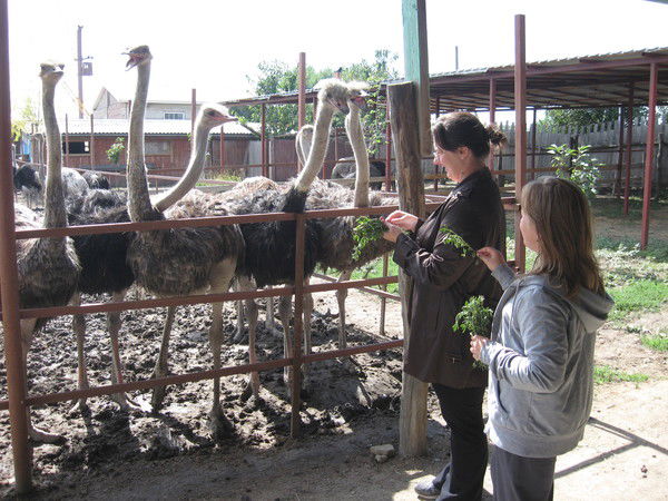 Елена Лаптева