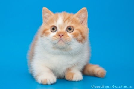 Роман Страшко