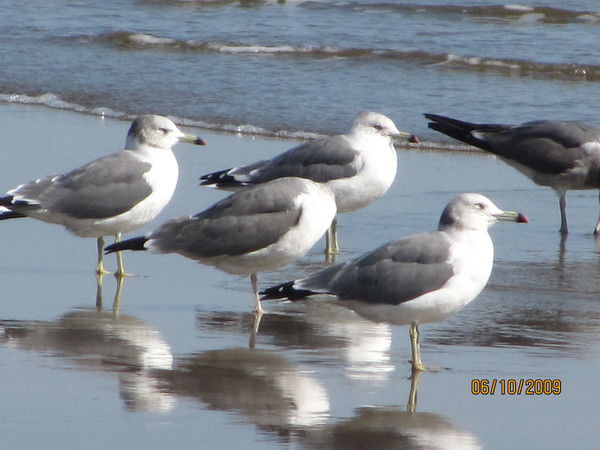 Александра Рубанова