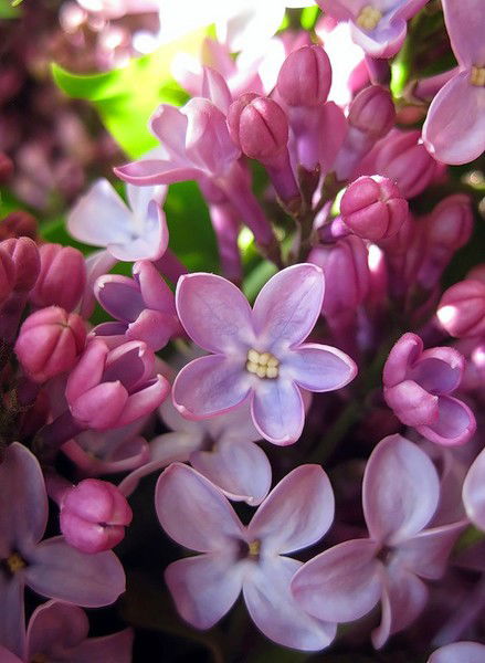 Ирина Зальвовская