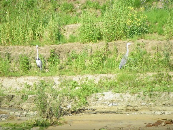 Денис Поклонов