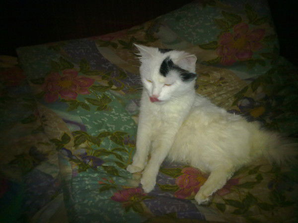 Ангелина Нетесова