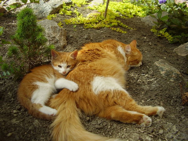 Светлана Грищенкова