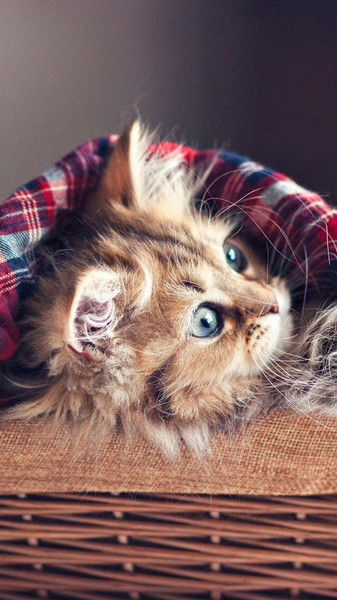 Антон Сагитов