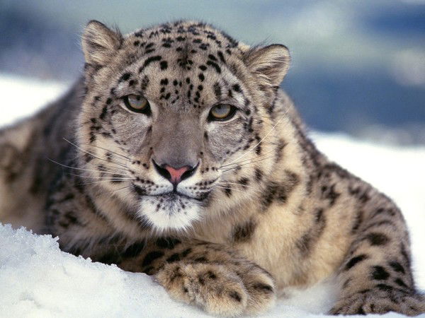 Суши Лобня 2 Лобня 2