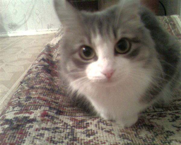 Нелли Бурлаченко