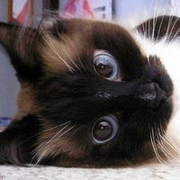 Елена Мешукова