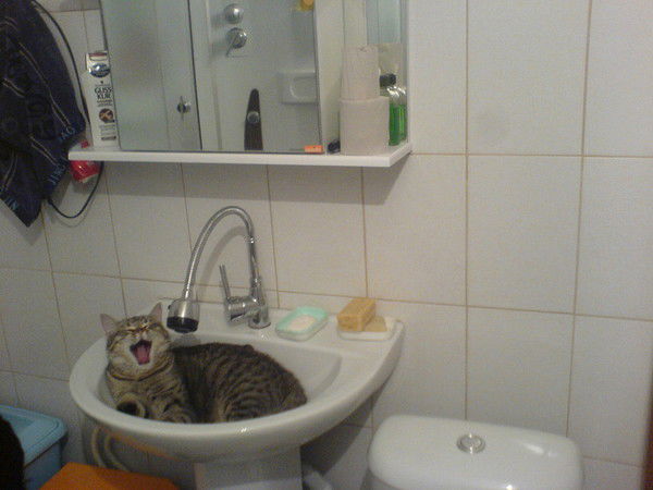 Альбина Ковалева