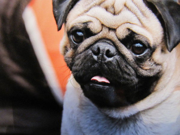 Светлана Моисеева