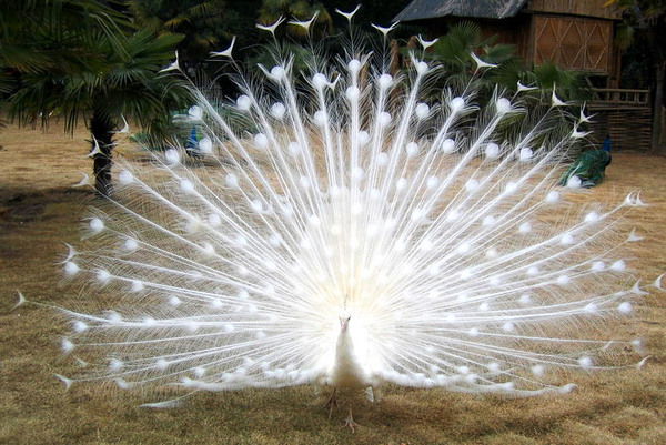 Ольга Бормотова