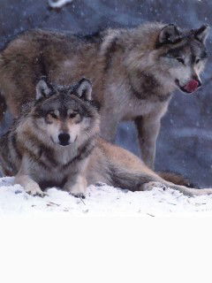 Александр Гома