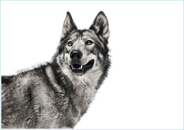 Александр Куренной