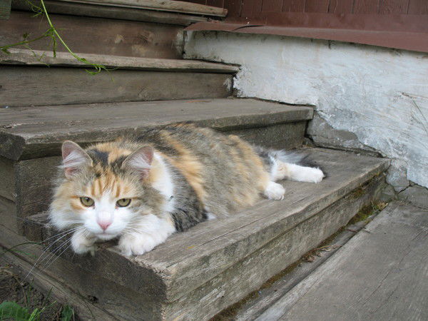 Борис Найко