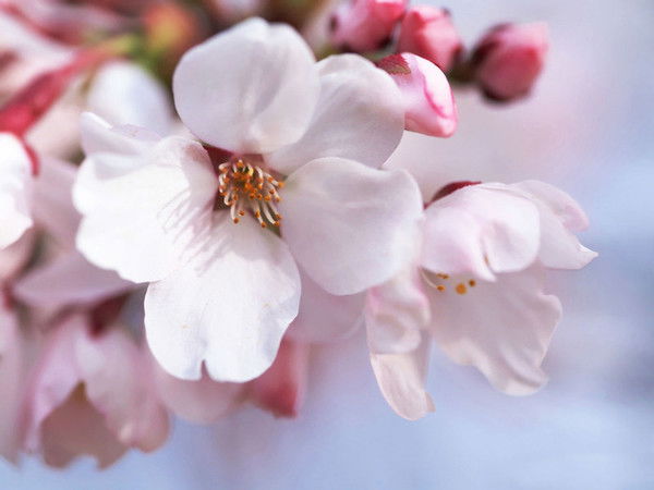 Школа Красоты И Здоровья Тай Ян