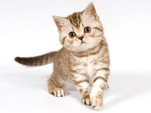 Полина Чупуштанова