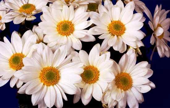 Мария Журавлева