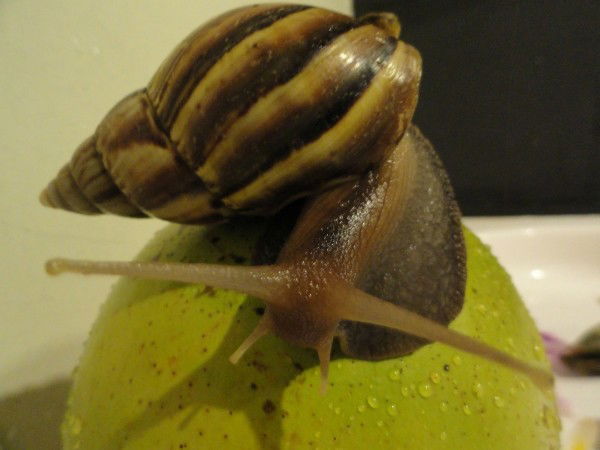 Наталья Садурская