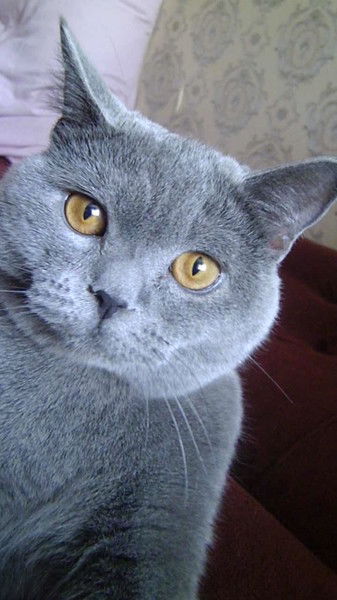 Михаил Передирей