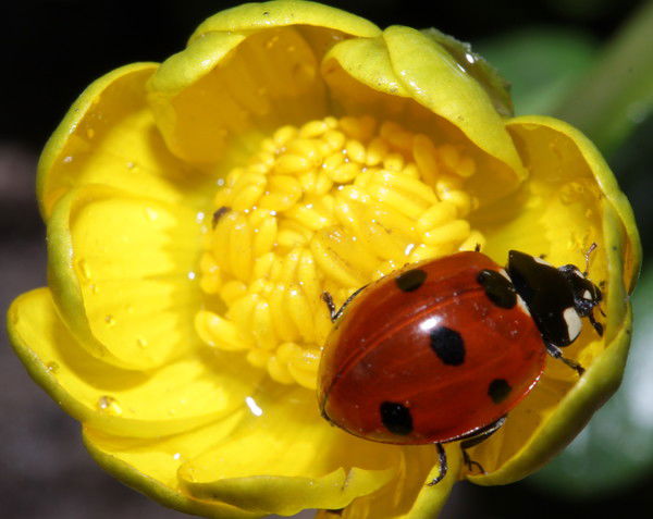 Елена Дементьева