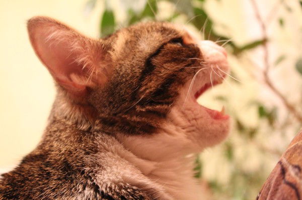 Кристина Орехова