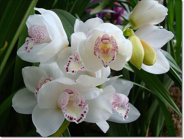 Жанара Момбай