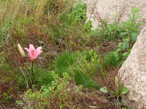 Бася Юркова