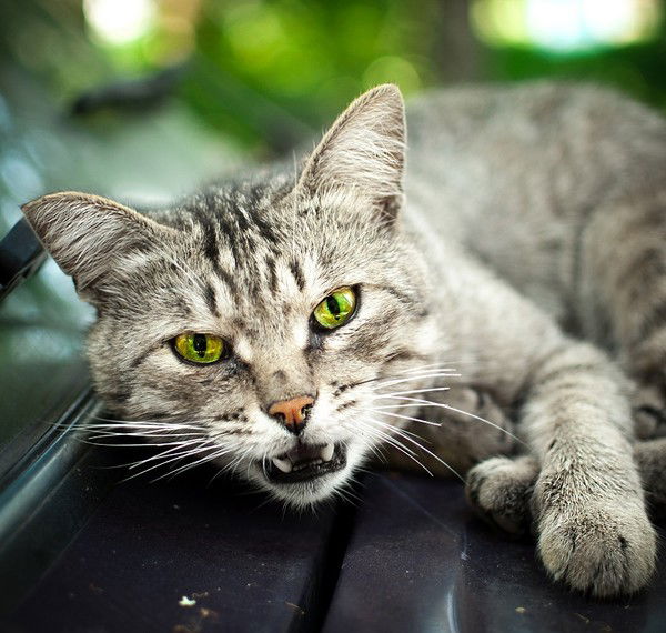 Козлова Ольга