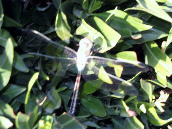 Татьяна Бранцова