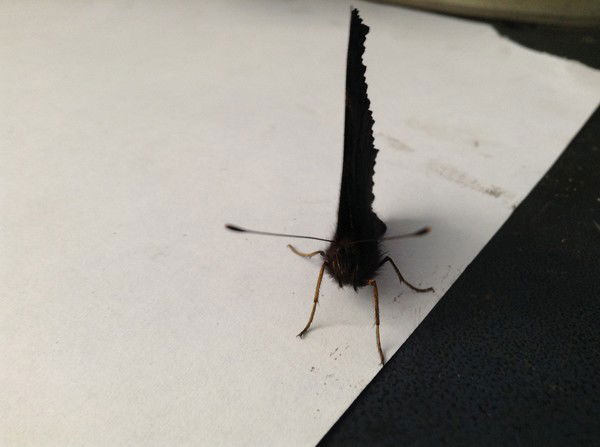 Максим Кумейша