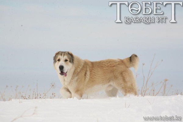 Chetkih Pacanov Bratishka