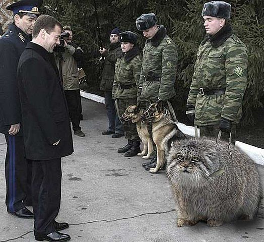 Александр Алекс